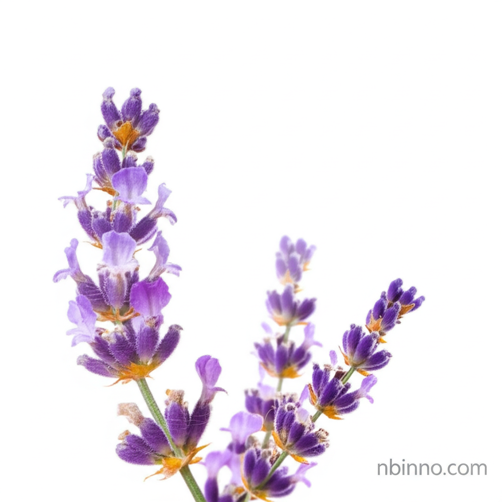 Lavender Oil