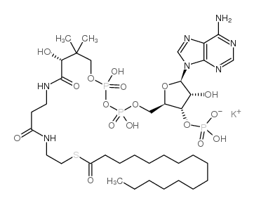 palmitoyl-CoA_1763-10-6
