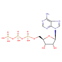 Adenosine 5'-Triphosphate