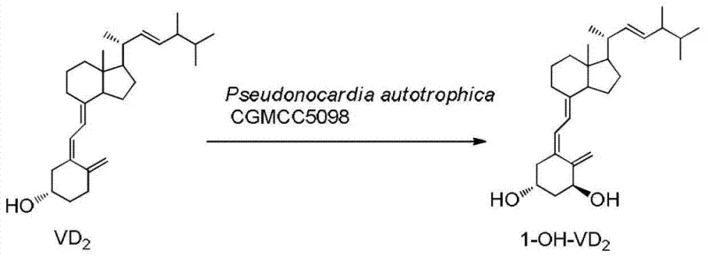 Microbial conversion of Vitamin D2 to 1-alpha-hydroxyvitamin D2 using Pseudonocardia autotrophica