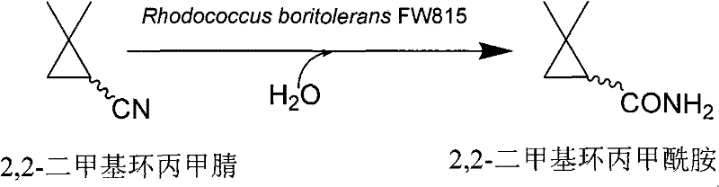 Biocatalytic hydration of 2,2-dimethylcyclopropanecarbonitrile to 2,2-dimethylcyclopropanecarboxamide using Rhodococcus boritolerans FW815