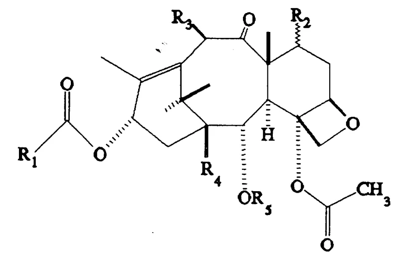 General chemical structure of 2-debenzoyl-2-acyl paclitaxel derivatives showing variable R groups for SAR exploration