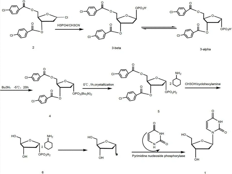 Reaction scheme showing the chemo-enzymatic synthesis of 2'-deoxyuridine via crystallization-induced asymmetric transformation and uridine phosphorylase catalysis