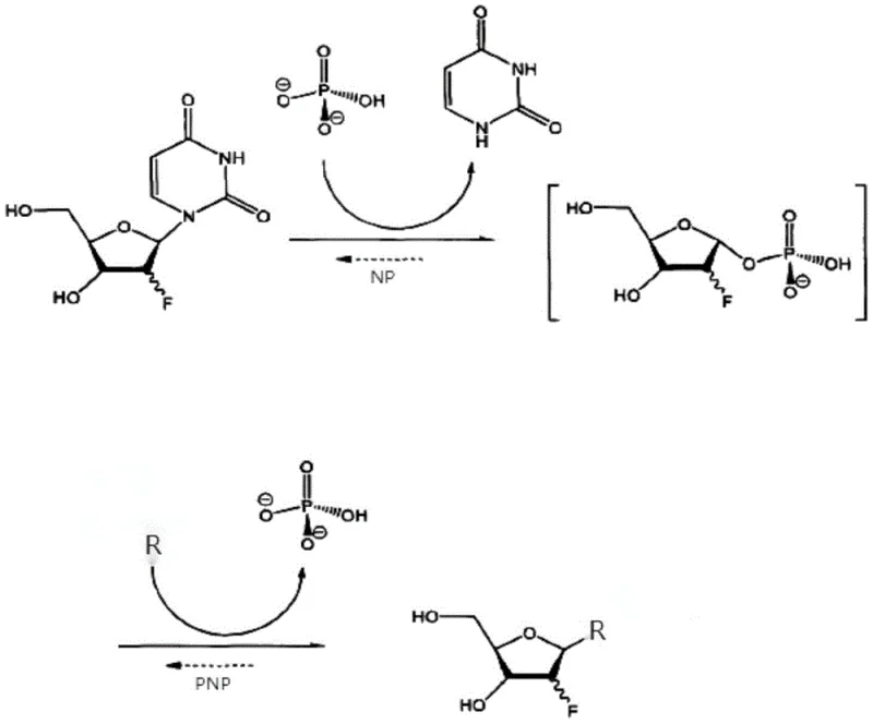 Enzymatic transglycosylation reaction scheme showing the conversion of 2'-fluoro-2'-deoxyuridine and a base acceptor into 2'-fluoro-deoxyribonucleoside using immobilized phosphorylases