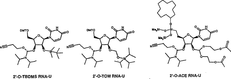 Comparison of 2'-O-TBDMS, 2'-O-TOM, and 2'-O-ACE RNA-U structures highlighting steric differences