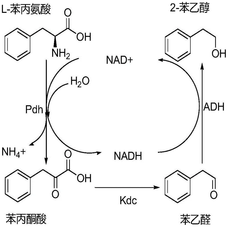 Novel enzymatic pathway showing Pdh, Kdc, and ADH cascade with NAD recycling