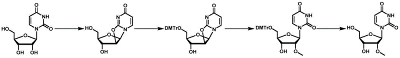 Complete four-step synthetic route for 2'-O-methyluridine showing dehydration, protection, ring-opening, and deprotection