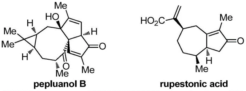 Chemical structures of bioactive natural products pepluanol B and rupestonic acid containing cyclopentenone motifs