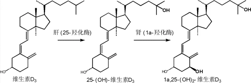 Metabolic pathway showing conversion of Vitamin D3 to 25-Hydroxyvitamin D3 in the liver and further to active form in the kidney