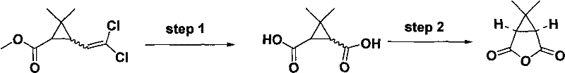 Synthesis route showing oxidation of dichloro chrysanthemic acid methyl ester to diacid and subsequent cyclization to anhydride