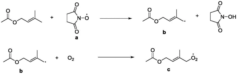 Detailed radical mechanism showing NHS catalyst cycling and oxygen insertion