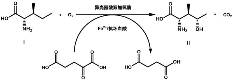 Reaction scheme showing the enzymatic hydroxylation of L-isoleucine to 4-hydroxyisoleucine catalyzed by isoleucine dioxygenase with Fe2+ and ascorbate