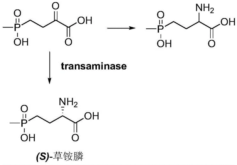 Bio-catalytic conversion of 4-(methylhydroxyphosphoryl)-2-carbonylbutyric acid to (S)-Glufosinate via transaminase