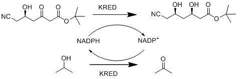 Reaction scheme showing KRED-catalyzed reduction of keto-ester to diol with NADPH/NADP+ cofactor regeneration cycle using isopropanol