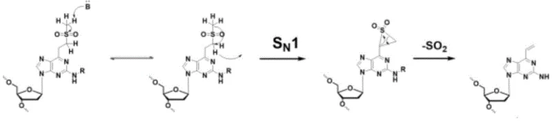 Mechanism of methylsulfonyl ethyl unit hydrolysis to terminal olefin via cyclic sulfone intermediate