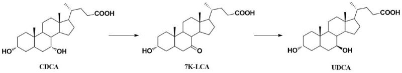 Reaction pathway showing the conversion of CDCA to 7K-LCA and subsequently to UDCA