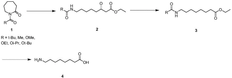 Patented synthetic route for 8-aminocaprylic acid showing lactam ring-opening and reduction steps