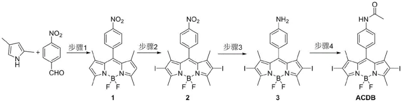 Synthetic route of ACDB photosensitizer probe showing condensation, iodination, reduction, and acetylation steps