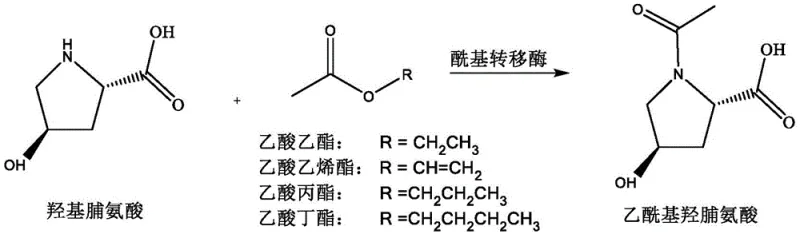 Reaction scheme showing the acyltransferase-catalyzed transesterification of hydroxyproline with acetate to form acetylhydroxyproline