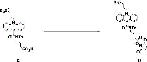 Reaction scheme showing the conversion of acridine carboxylic acid derivative C to the NHS active ester D using CDI activation