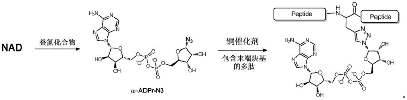 Overall synthetic route showing two-step conversion from NAD to ADP-ribose polypeptide
