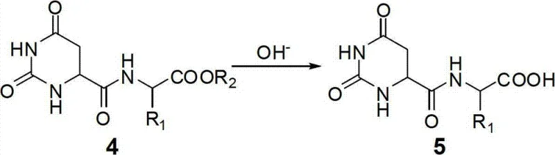 Enzymatic hydrolysis step where dihydroorotase opens the lactam ring to form N-carbamylated aspartyl small peptides
