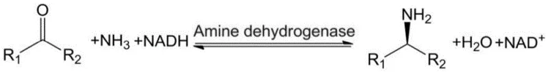 General reaction scheme of amine dehydrogenase catalyzed asymmetric reductive amination of ketones to chiral amines