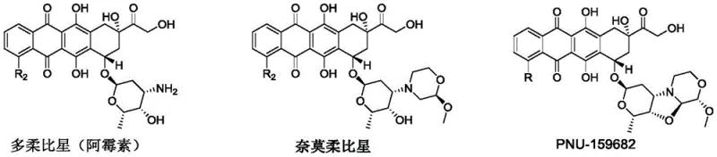 Chemical structures of Doxorubicin, Nemorubicin, and the potent metabolite PNU-159682
