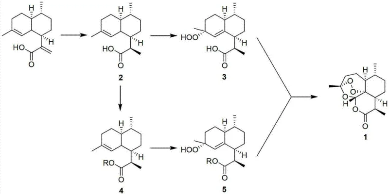 Reaction scheme showing the conversion of artemisinic acid to dihydroartemisinic acid and subsequent oxidation pathways to artemisinin
