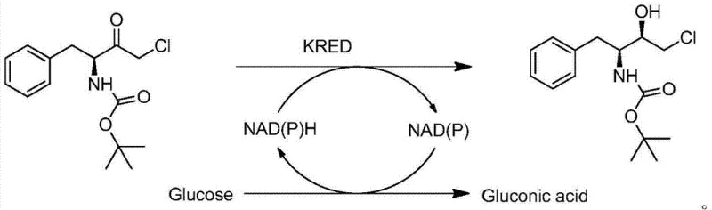 Enzymatic catalytic cycle showing KRED reduction coupled with GDH cofactor regeneration using glucose