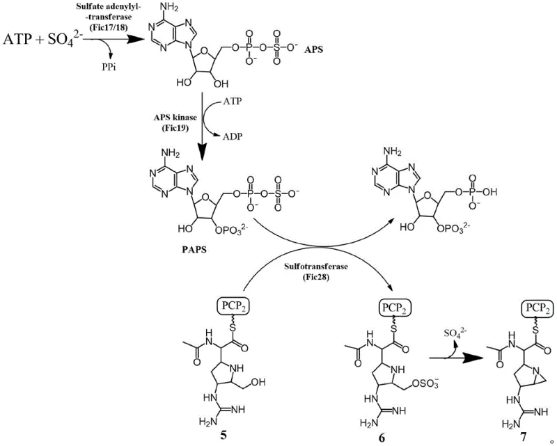 Biosynthetic pathway hypothesis showing ATP dependent sulfate activation and enzyme catalyzed ring closure