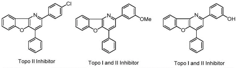 Chemical structures of Topo I and II inhibitors showing the benzofuropyridine scaffold