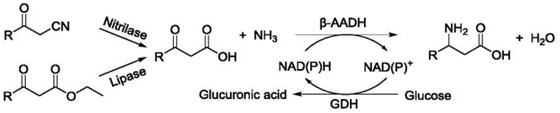 Schematic diagram of the enzymatic cascade involving nitrilase or lipase hydrolysis followed by beta-amino acid dehydrogenase reduction with cofactor regeneration
