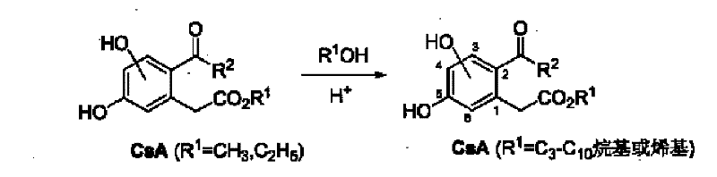 Transesterification reaction mechanism for modifying ester side chains in CsA derivatives