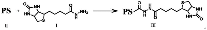 General synthetic route for conjugating biotin hydrazide with various carboxyl-terminal photosensitizers to form Type I/II hybrid agents