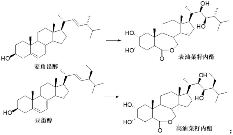 Comparison of natural brassinolide structure with its analogs epibrassinolide and homobrassinolide