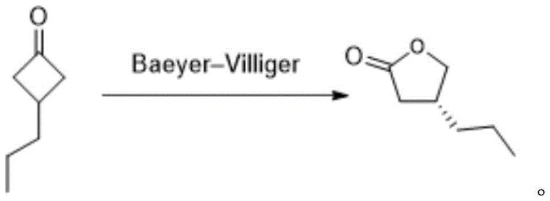 Core reaction scheme showing asymmetric Baeyer-Villiger oxidation of 3-propylcyclobutanone to (R)-4-propyl-dihydrofuran-2-one