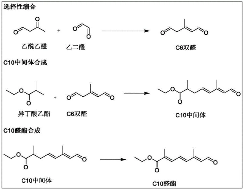 Novel 3-step synthesis route for C10 aldehyde ester from acetoacetaldehyde and glyoxal