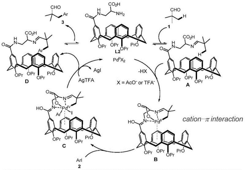 Proposed catalytic cycle mechanism showing cation-pi interaction and palladacycle formation