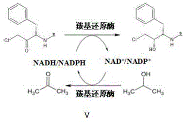 Catalytic cycle diagram showing carbonyl reductase mediated reduction coupled with isopropanol oxidation for cofactor regeneration