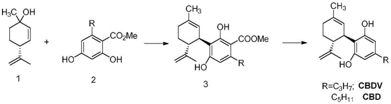 General synthetic route showing the conversion of resorcinol derivatives to Cannabidiol intermediates and final products