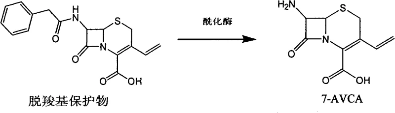 Enzymatic conversion of decarboxylation protection compound to 7-AVCA using acylase