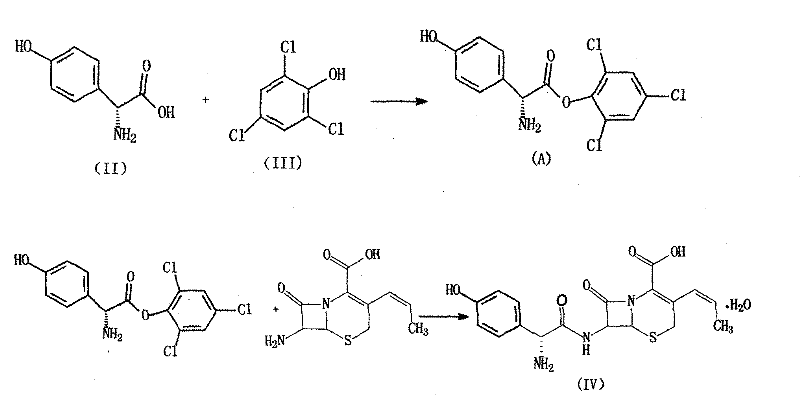 Reaction mechanism showing the formation of the novel D-pHPG trichlorophenyl ester intermediate and its coupling with the cephalosporin core