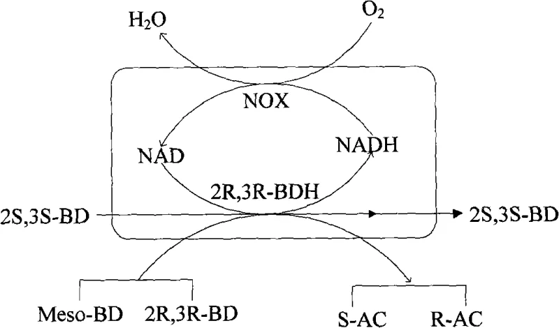 Schematic diagram of the coupled enzymatic reaction showing 2R,3R-BDH catalyzing the interconversion of butanediol and acetoin coupled with NADH oxidase (NOX) regenerating NAD from NADH using oxygen.