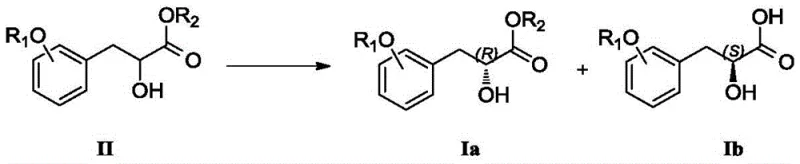 General enzymatic resolution scheme converting racemic Compound II into chiral Ia and Ib