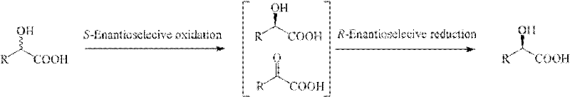 Reaction scheme showing S-enantioselective oxidation followed by R-enantioselective reduction to form chiral alpha-hydroxy acid
