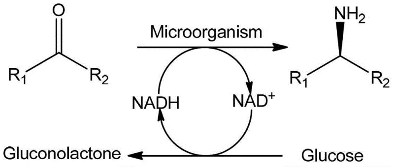 Catalytic cycle showing NADH regeneration via glucose oxidation in marine strain whole-cell catalysis