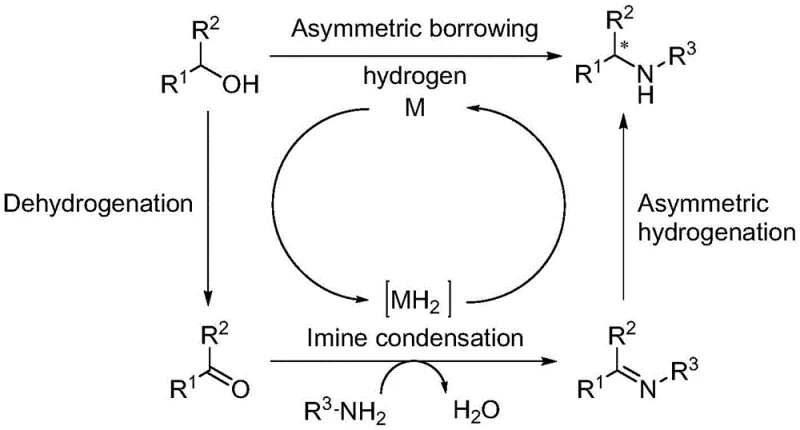 General mechanism of transition metal catalyzed hydrogen borrowing reaction showing dehydrogenation, imine condensation, and hydrogenation steps