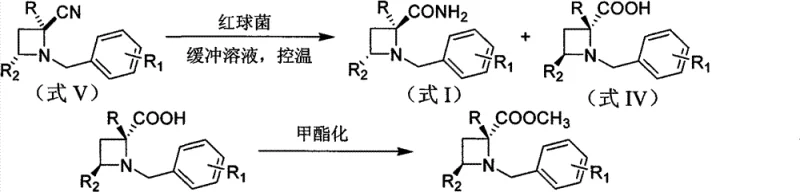 General reaction scheme showing Rhodococcus erythropolis AJ270 catalyzed hydrolysis of racemic nitrile to chiral amide and acid