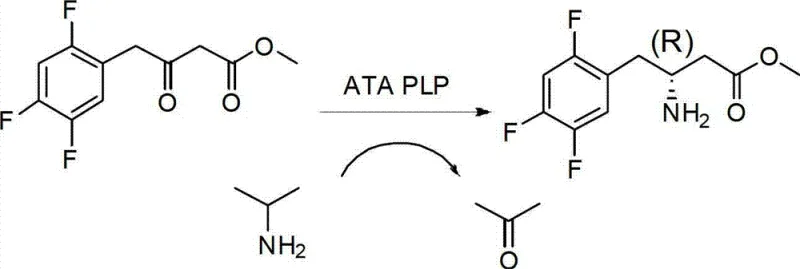 Biocatalytic transamination reaction scheme converting keto-ester to chiral amino-ester using ATA and PLP